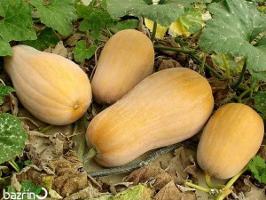 بذر کدو حلوایی محلی