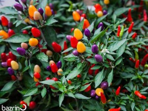 بذر فلفل رنگین کمانی گلدانی