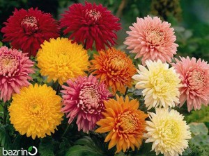 بذر گل داوودی الوان