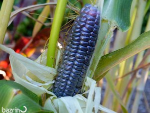 بذر بیبی ذرت مشکی