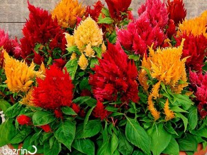 بذر گل تاج خروس دم روباهی الوان