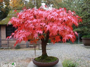 بذر افرا پالماتوم