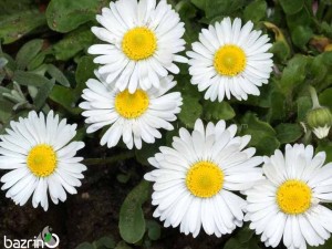 بذر گل مینا سفید