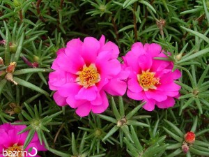 بذر گل ناز آفتابی ارغوانی