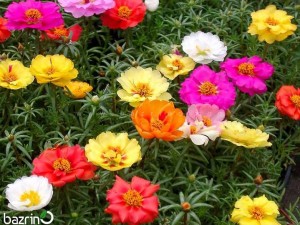 بذر گل ناز آفتابی الوان