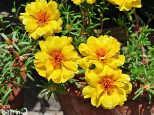 بذر گل ناز آفتابی زرد