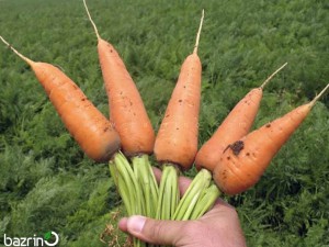 بذر هویج مخروطی