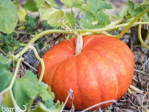 بذر کدو انجیری