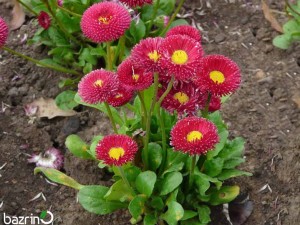 بذر گل مینا قرمز