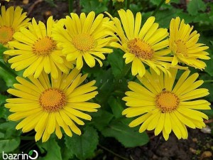 بذر گل مینا زرد