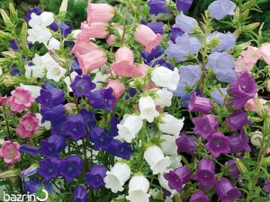 بذر گل استکانی الوان