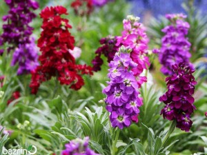 بذر گل شب بو الوان