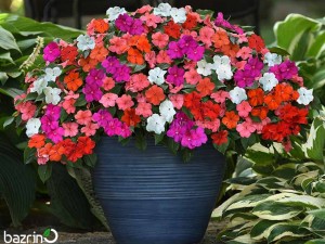 بذر گل حنا الوان