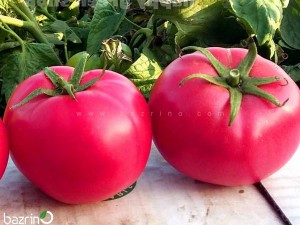 بذر گوجه فرنگی صورتی بوته ای