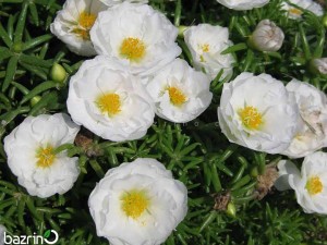 بذر گل ناز آفتابی سفید