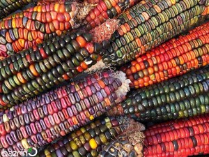 بذر ذرت دندان زمین