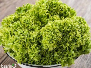 بذر کاهو فرانسوی سبز F1