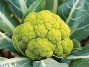 بذر گل کلم سبز