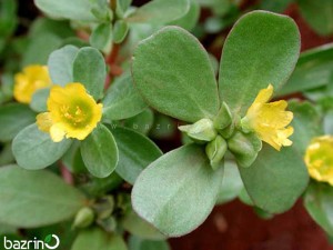 بذر خرفه (پرپین)