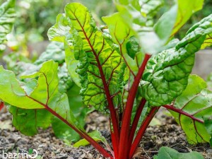 بذر برگ چغندر