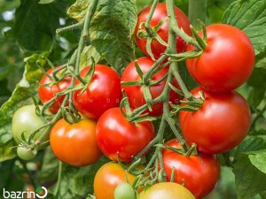 بذر گوجه فرنگی بوته ای سمینس F1