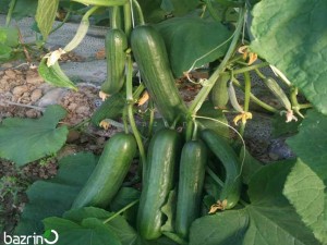 بذر خیار سبز بوته ای سهیل F1