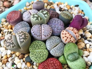 بذر لیتوپس میکس