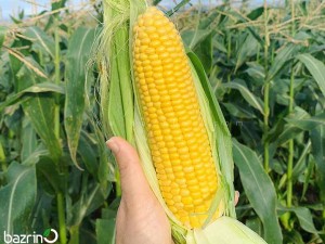 بذر ذرت بلال شیرین سمیرا F1