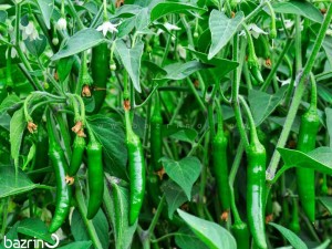 بذر فلفل قلمی سبز شیرین درختی