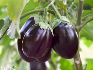 بذر بادمجان مشکی دلمه ای F1