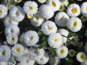 بذر گل مینا چمنی سفید