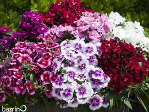 بذر گل قرنفل الوان