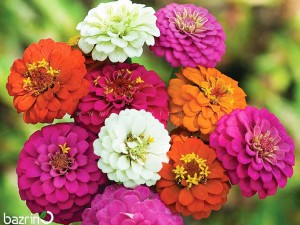 بذر گل آهار الوان