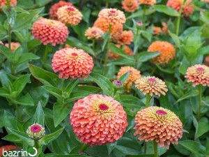 بذر گل آهار ُرز گلد