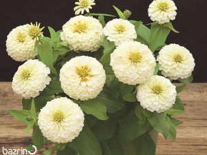 بذر گل آهار سفید