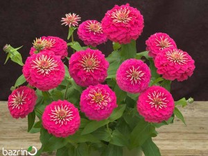 بذر گل آهار صورتی