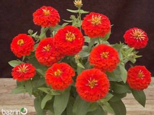 بذر گل آهار قرمز