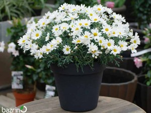 بذر گل بابونه شیرازی(100 گرمی)