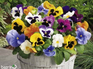 بذر گل بنفشه گل درشت الوان