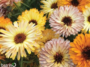 بذر گل همیشه بهار الوان