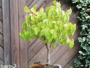 بذر افرا جینانلا