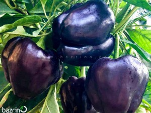 بذر فلفل دلمه ای مشكی