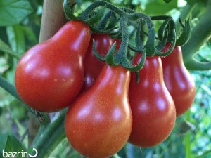 بذر گوجه گلابی قرمز درختی