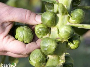 بذر کلم بروکسل F1