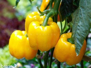 بذر فلفل دلمه ای زرد F1