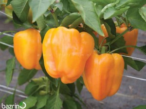 بذر فلفل دلمه ای نارنجی F1