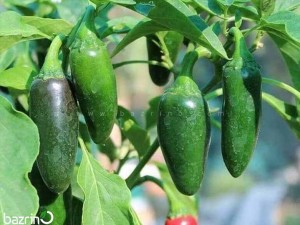 بذر فلفل هالوپینو F1