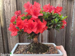 بذر آزالیا قرمز