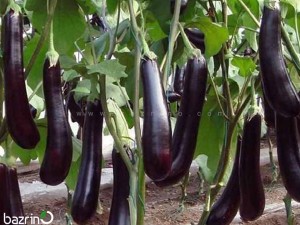 بذر بادمجان مشکی قلمی F1
