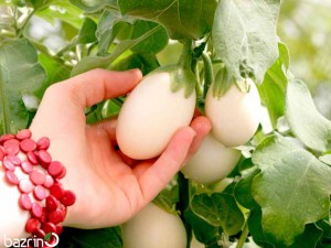 بذر بادمجان سفید مینیاتوری